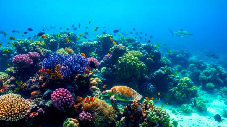 Bleaching,Climate Change,বৈশ্বিক উষ্ণায়ন,COP30 Brazil,পরিবেশ সংবাদ,সমুদ্রের রেইনফরেস্ট,জলবায়ু সংকট,Coral Reef Destruction,Global Warming News